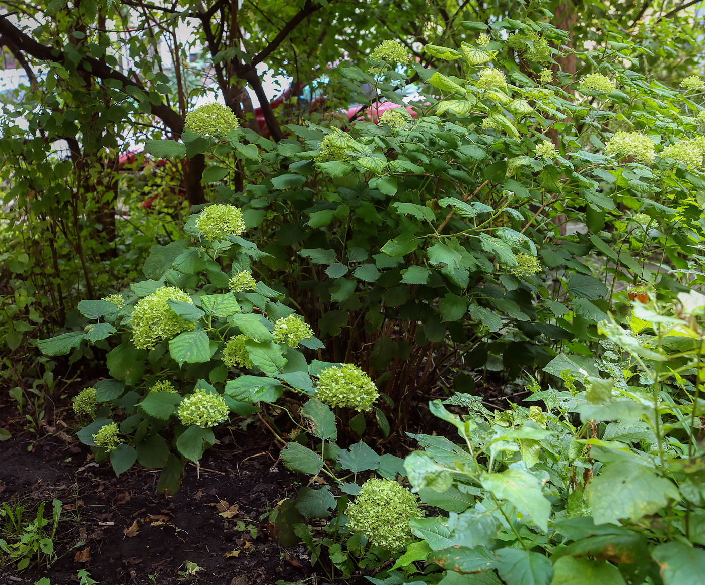 Image of Hydrangea arborescens specimen.