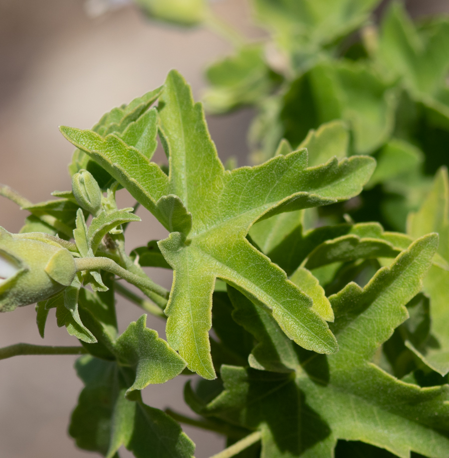 Image of Malva acerifolia specimen.