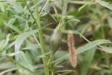 Cirsium setosum. Часть побега с галлом. Костромская обл., Кологривский р-н, окр. деревни Козлово, луг. 28 августа 2020 г.