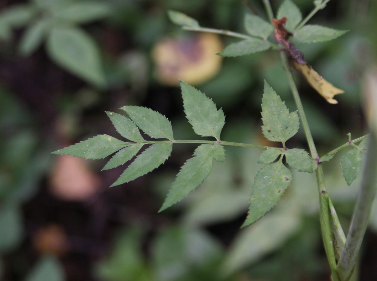 Image of Angelica sylvestris specimen.