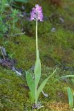 Orchis militaris. Цветущее растение (высота - 36 см, длина соцветия - 7 см). Чувашская респ., Мариинско-Посадский р-н, окр. дер. Демешкино, правый берег р. Волга, мшистый карбонатный склон С экспозиции. 10 июня 2020 г.