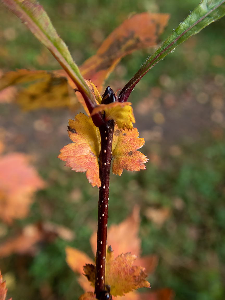 Изображение особи род Crataegus.