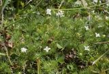 Galium pyrenaicum. Цветущие растения в сообществе с Trifolium. Испания, автономное сообщество Каталония, провинция Жирона, комарка Рипольес, муниципалитет Сеткасес, курорт \"Вальтер 2000\", ≈2200 м н.у.м., каменистый луг. 15.09.2020.