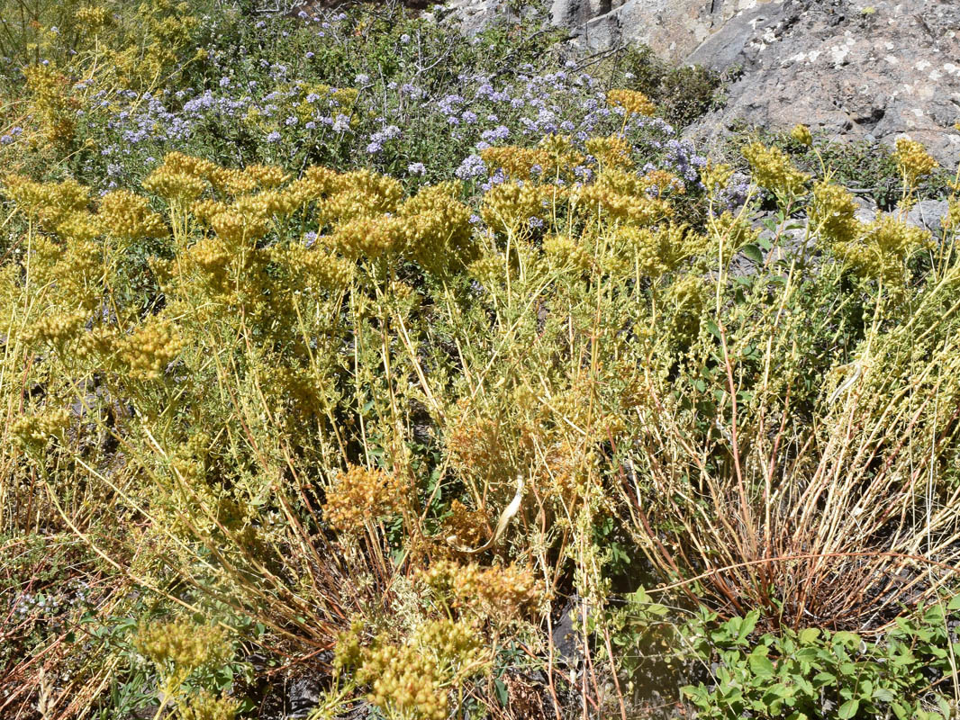 Изображение особи Hypericum scabrum.