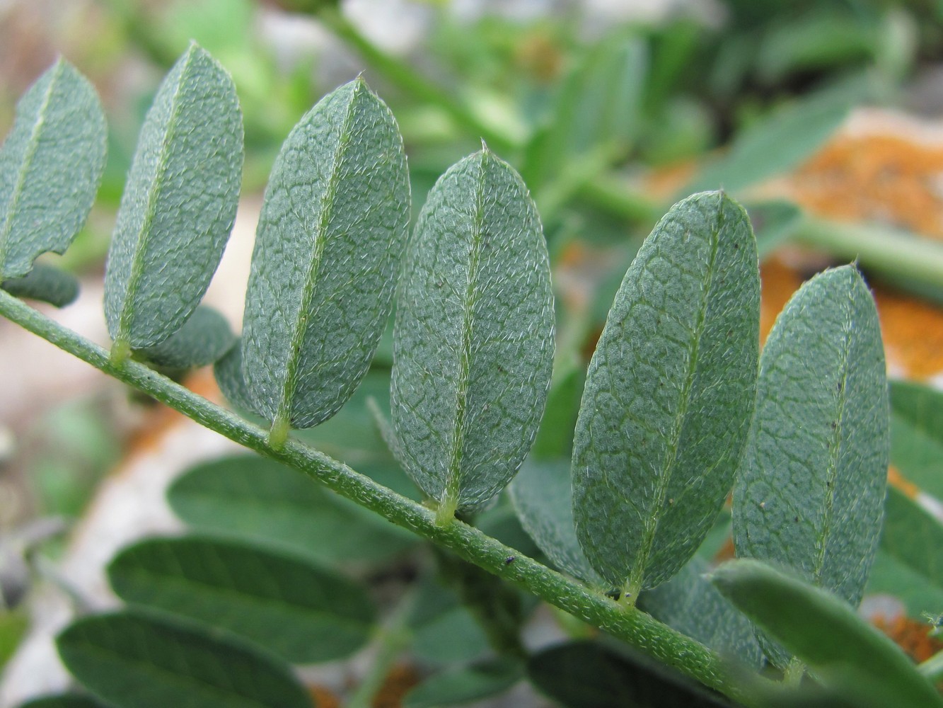 Image of Astragalus cicer specimen.