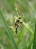 Carex capillaris