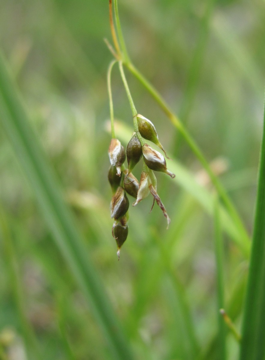 Изображение особи Carex capillaris.