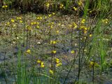 Utricularia vulgaris