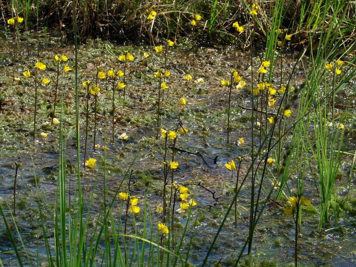 Изображение особи Utricularia vulgaris.