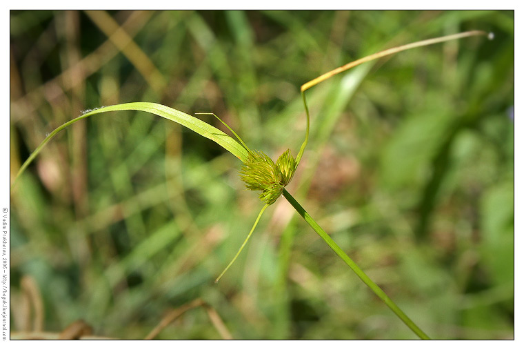 Image of Carex bohemica specimen.