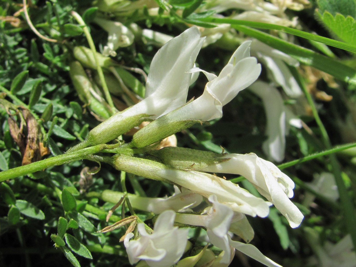 Image of Astragalus levieri specimen.