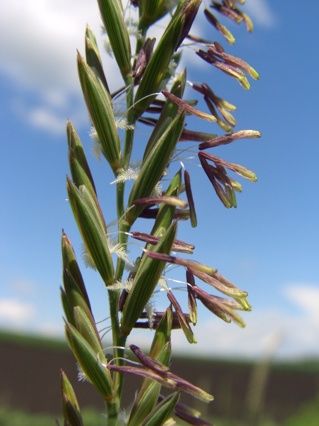 Image of Elytrigia repens specimen.