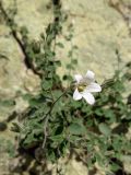 Campanula incanescens