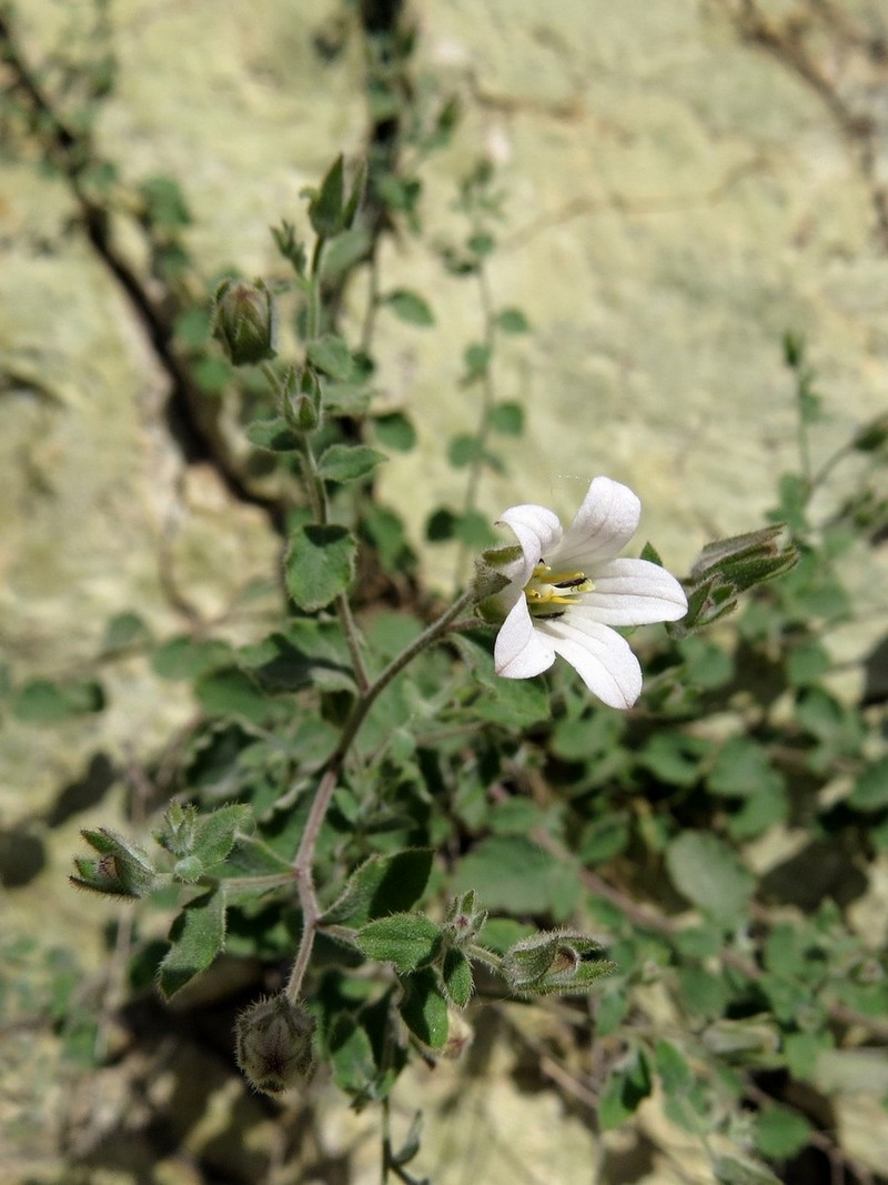 Image of Campanula incanescens specimen.