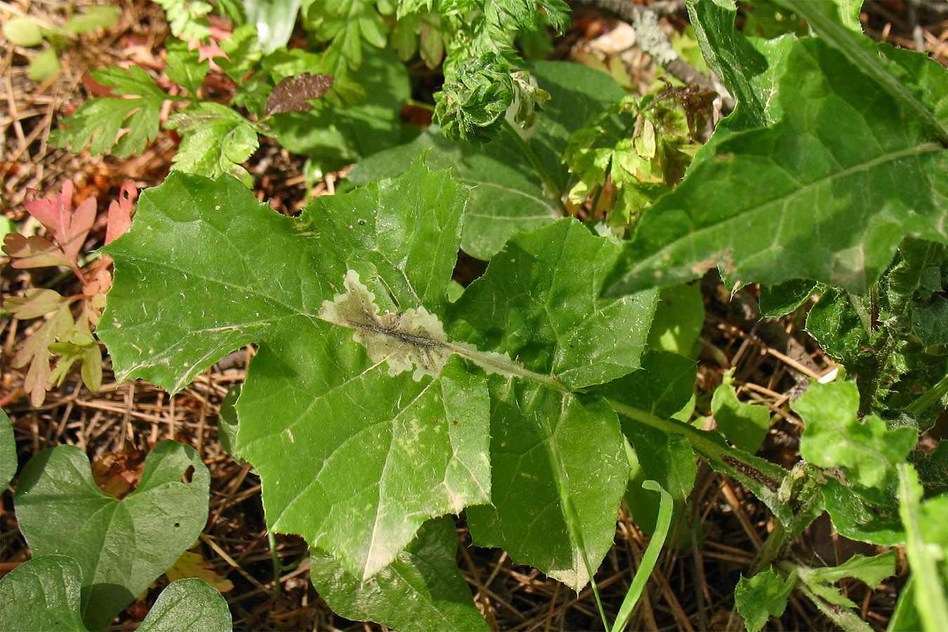 Изображение особи Carduus argentatus.