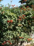 Campsis radicans