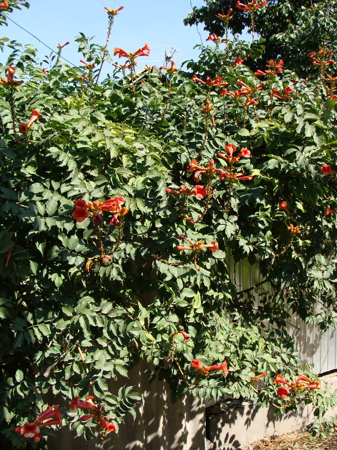 Image of Campsis radicans specimen.