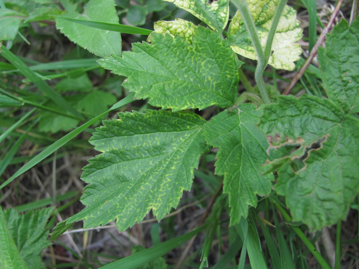 Изображение особи Rubus caesius.