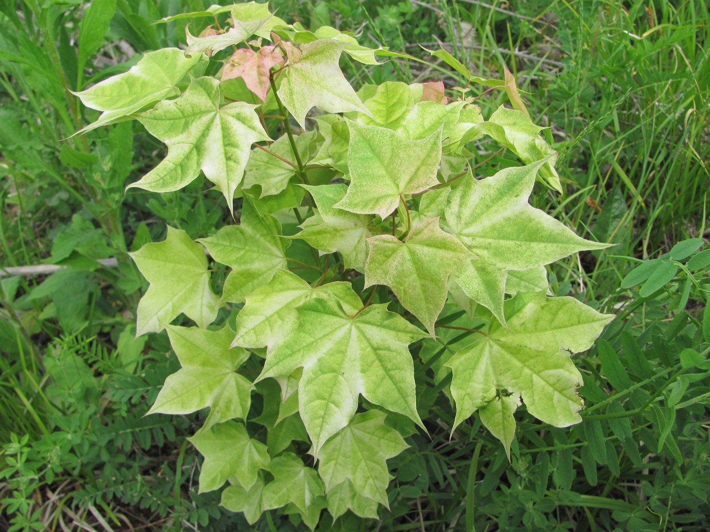 Image of Acer cappadocicum specimen.