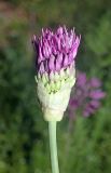 Allium taeniopetalum