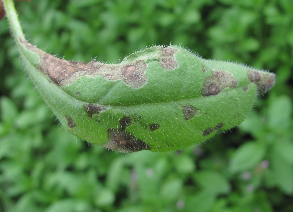 Изображение особи Asperugo procumbens.