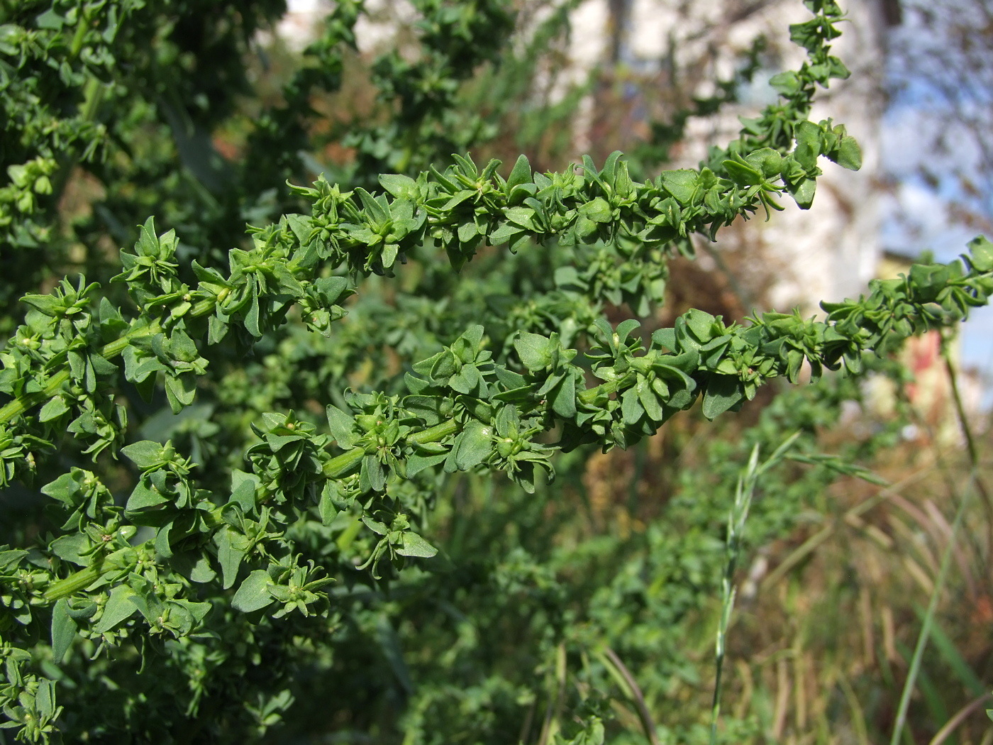 Image of genus Atriplex specimen.