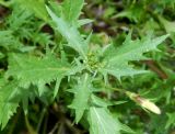 Isotoma axillaris
