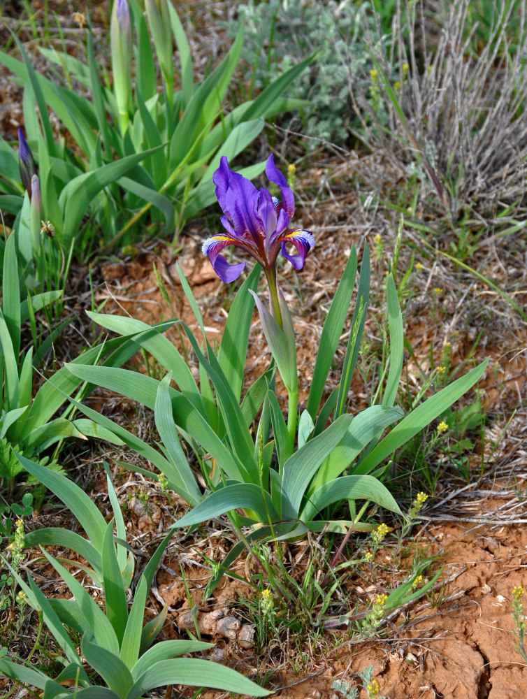 Изображение особи Iris scariosa.