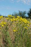 Senecio jacobaea