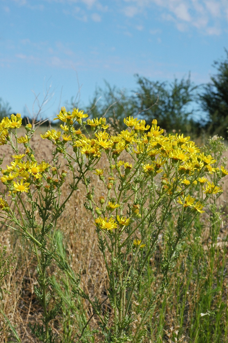 Изображение особи Senecio jacobaea.