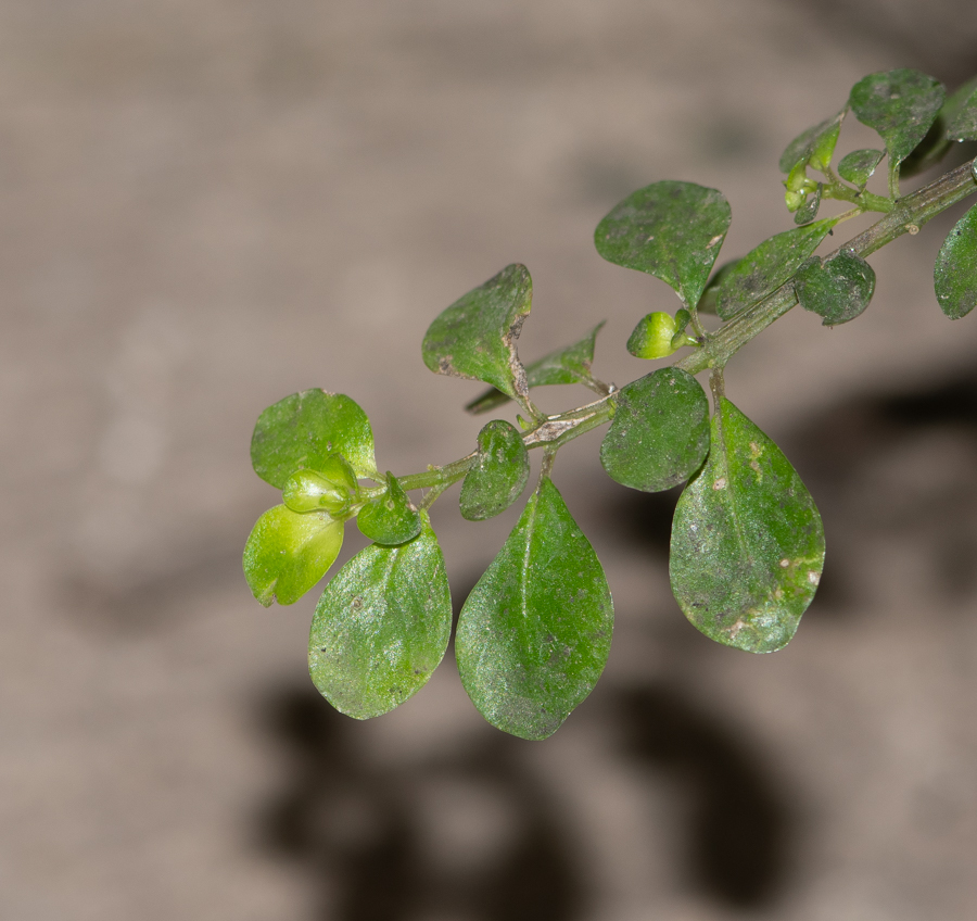 Image of Pilea microphylla specimen.