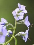 Polemonium campanulatum