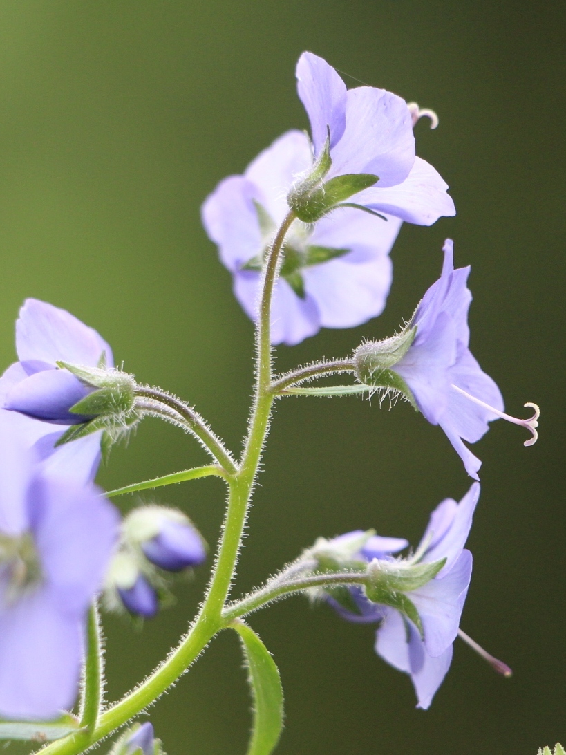 Изображение особи Polemonium campanulatum.