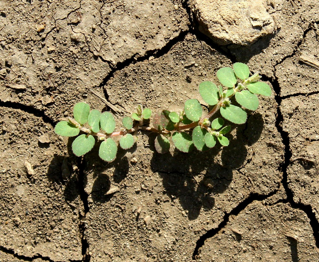 Image of Euphorbia prostrata specimen.