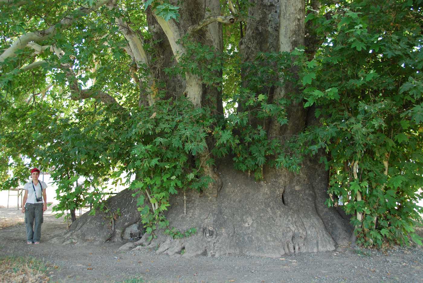 Изображение особи Platanus orientalis.