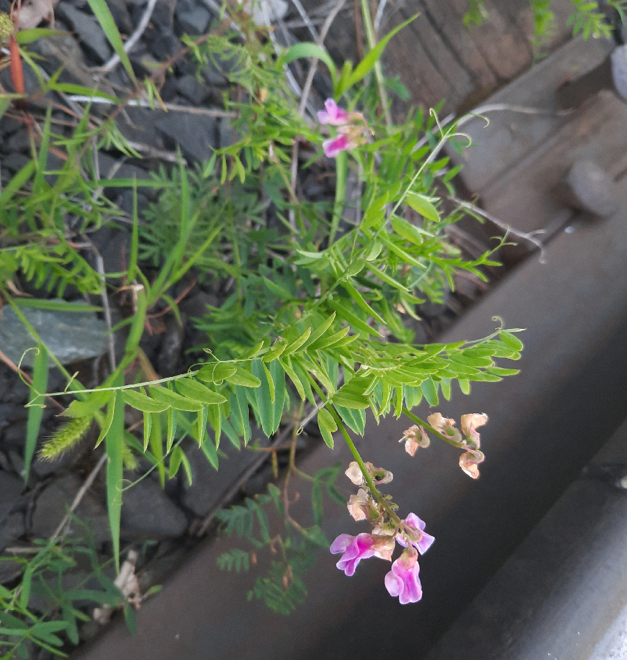 Image of genus Vicia specimen.