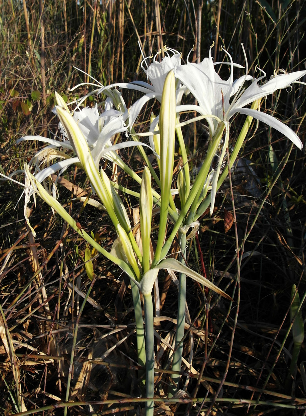 Изображение особи Pancratium maritimum.