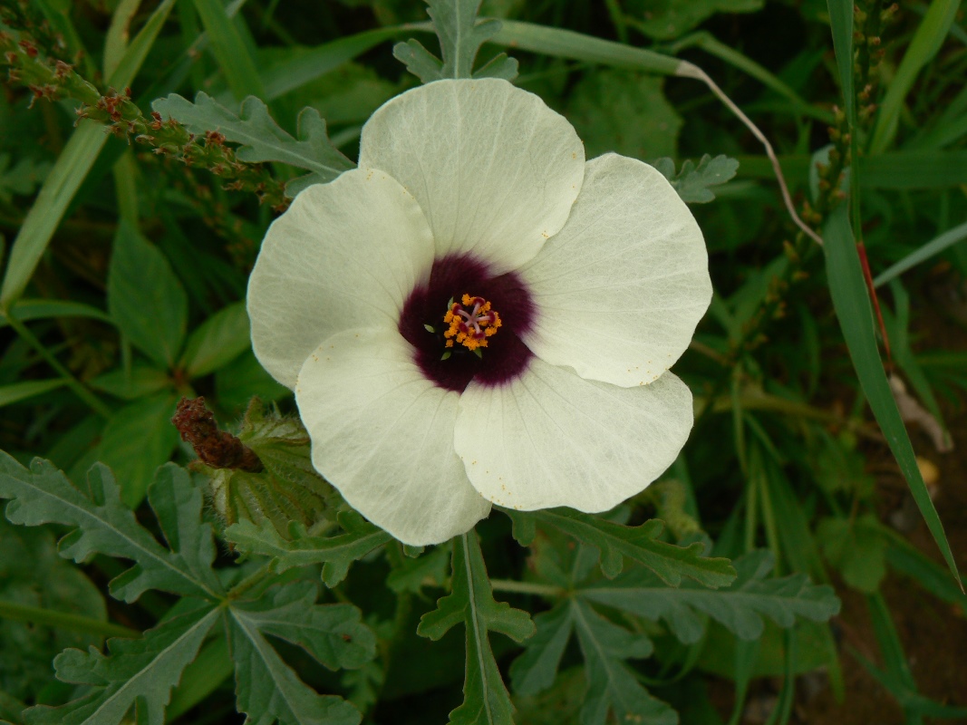 Изображение особи Hibiscus trionum.