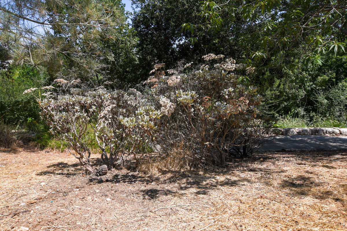 Изображение особи Eriogonum giganteum.
