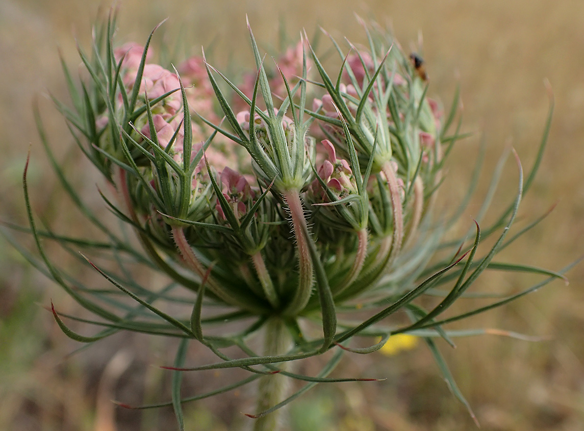 Image of Daucus carota specimen.