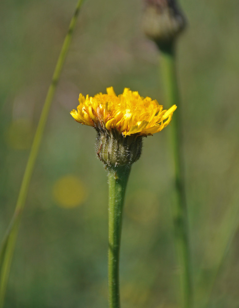 Image of Trommsdorffia maculata specimen.