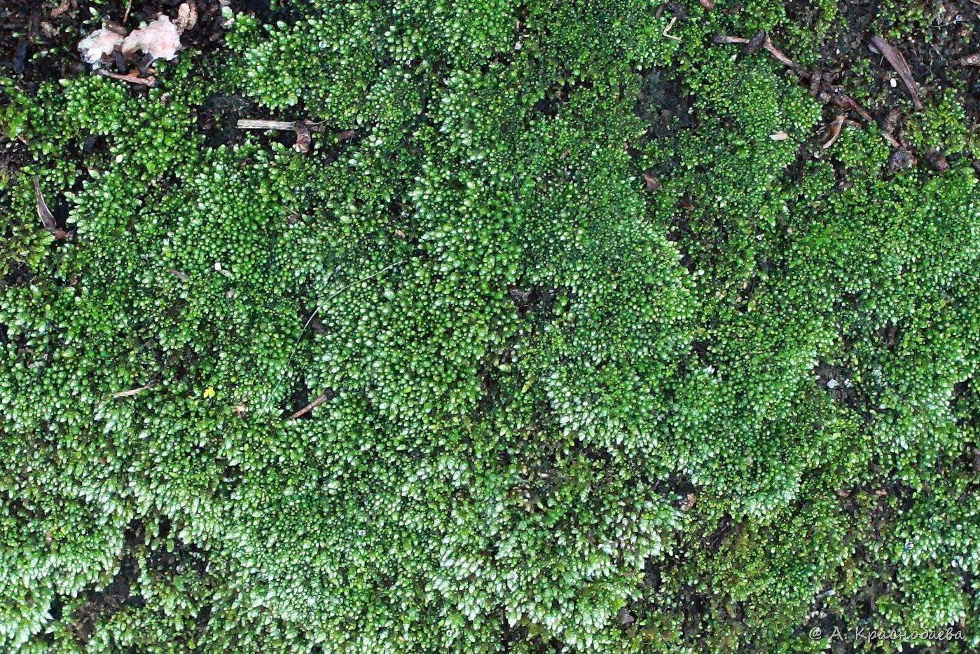 Изображение особи Bryum argenteum.