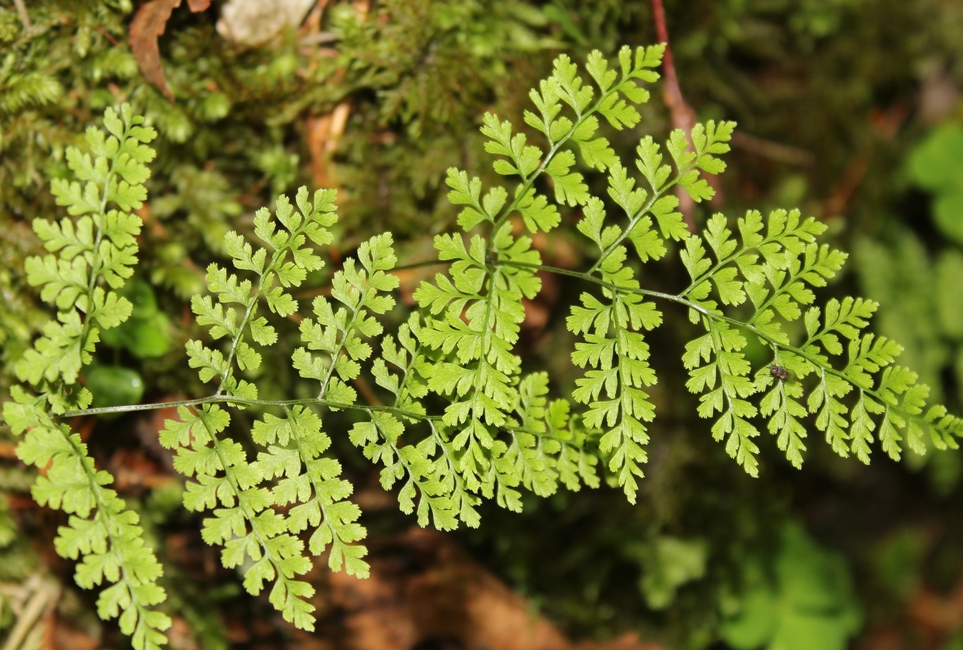 Image of Rhizomatopteris sudetica specimen.