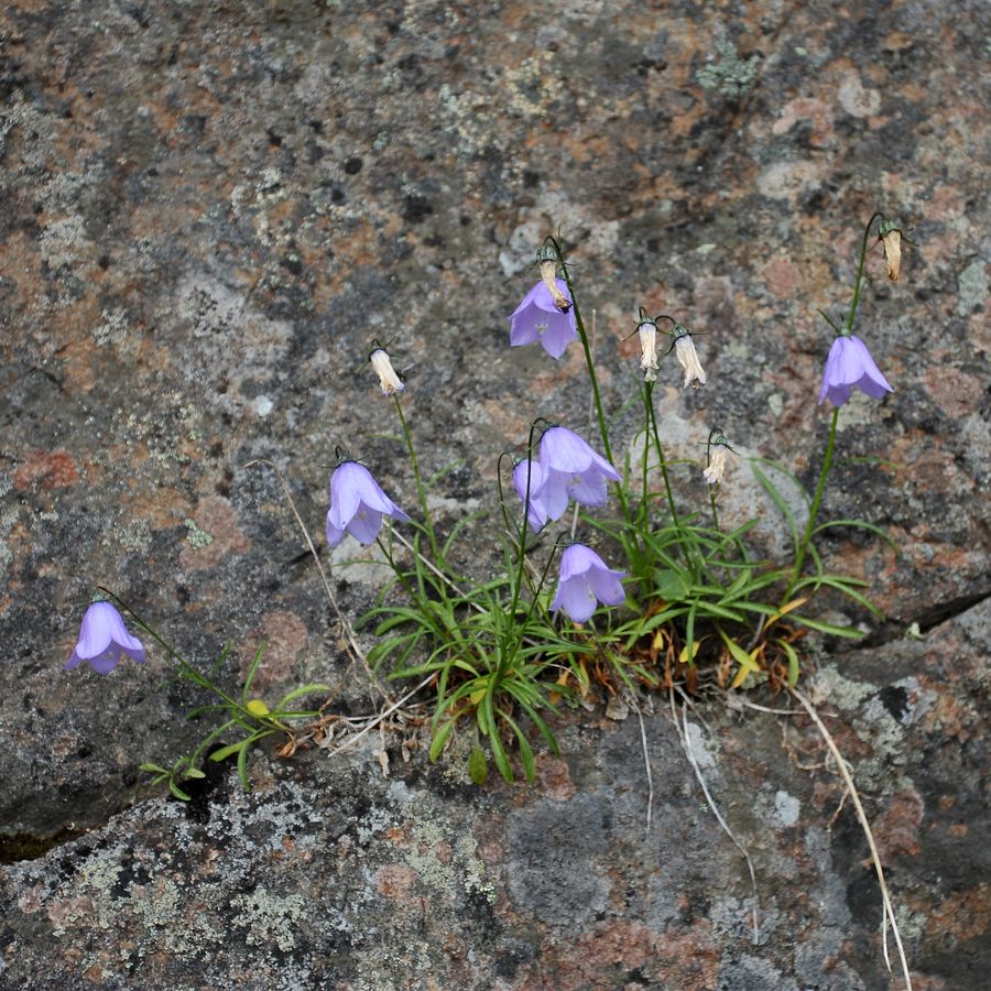 Image of Campanula rotundifolia specimen.