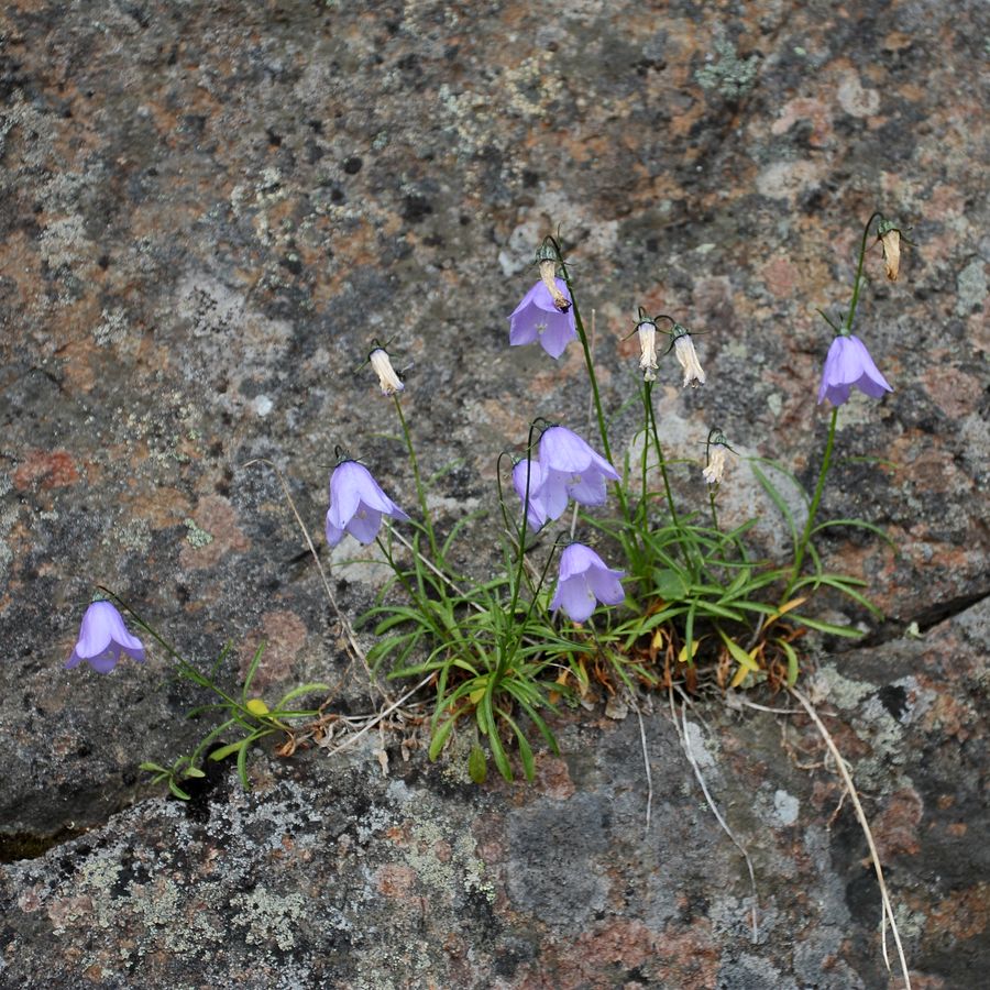 Изображение особи Campanula rotundifolia.