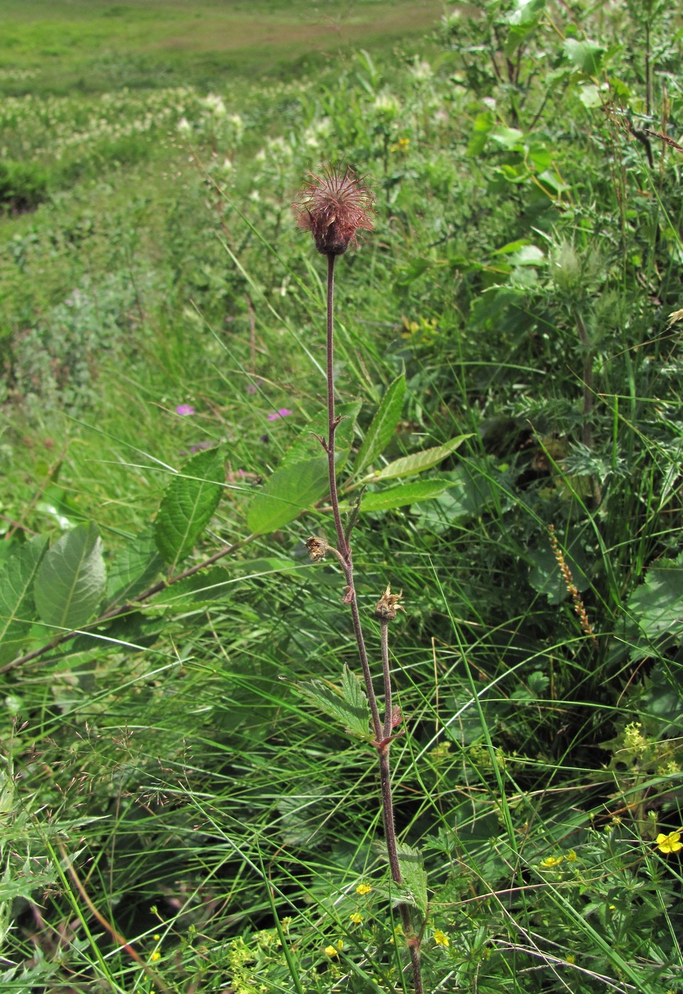 Image of Geum rivale specimen.