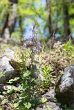 Campanula longistyla. Цветущее растение, обвитое Calystegia (?). Абхазия, окр. г. Новый Афон, каменистый склон Иверской горы. 12.05.2021.