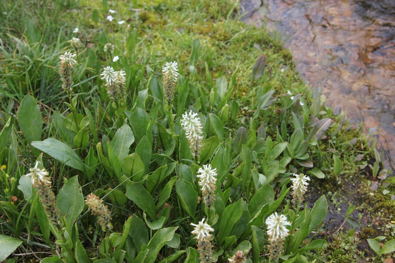 Изображение особи Lagotis integrifolia.