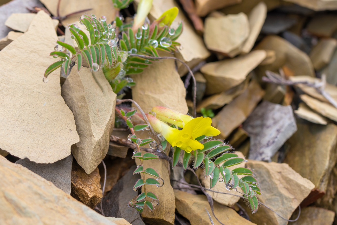 Изображение особи Astragalus utriger.