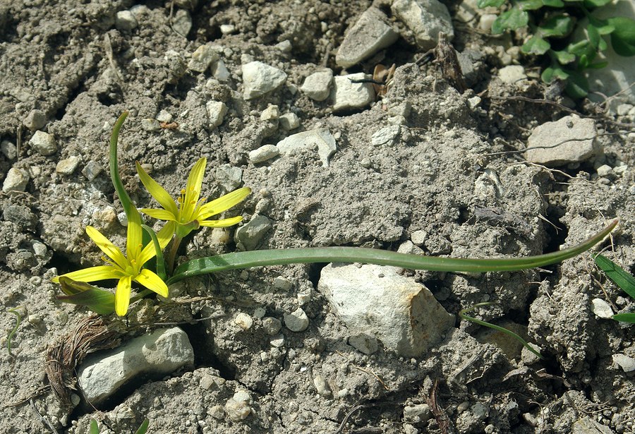 Image of Gagea germainae specimen.